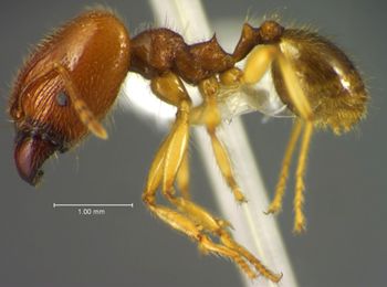 Media type: image;   Entomology 34234 Aspect: habitus lateral view